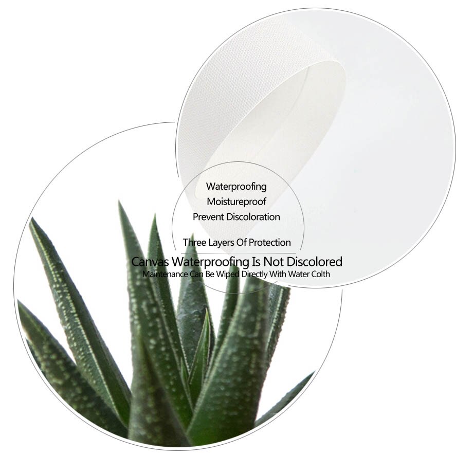 Agave Aloe  Succulents Plant Wall Art Canvas