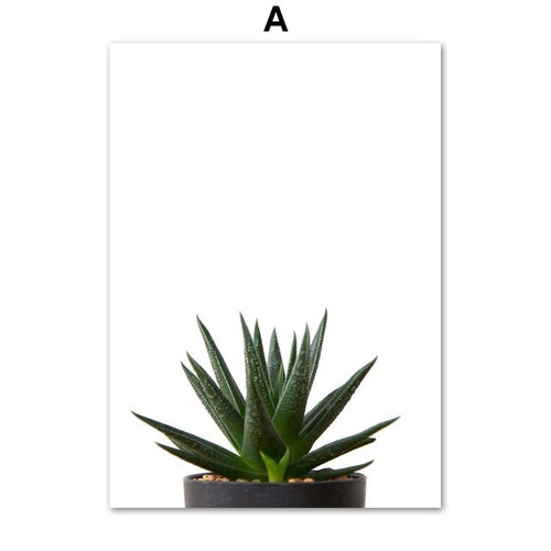 Agave Aloe  Succulents Plant Wall Art Canvas