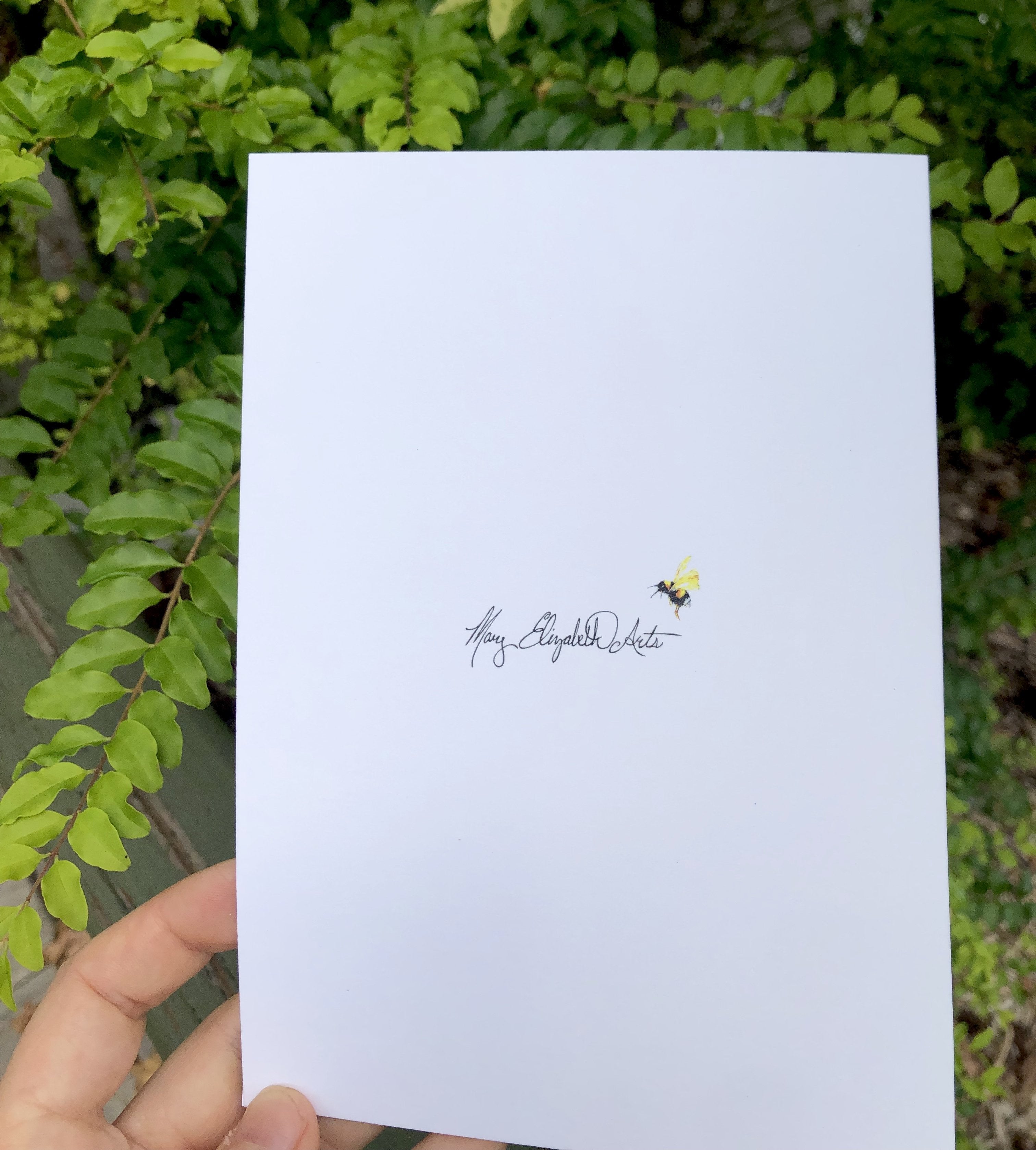 Blackberry Lily : Greeting Card