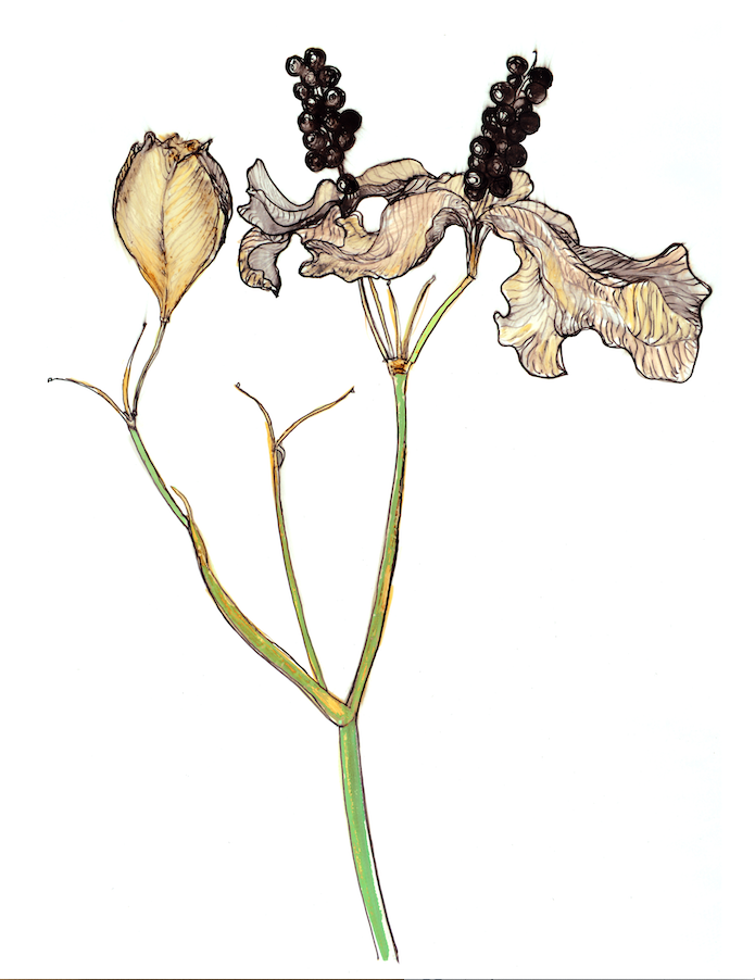 Blackberry Lily : Art Prints
