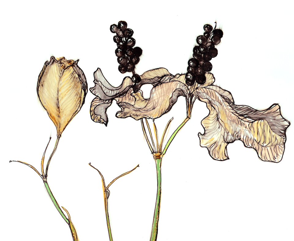 Blackberry Lily : Art Prints