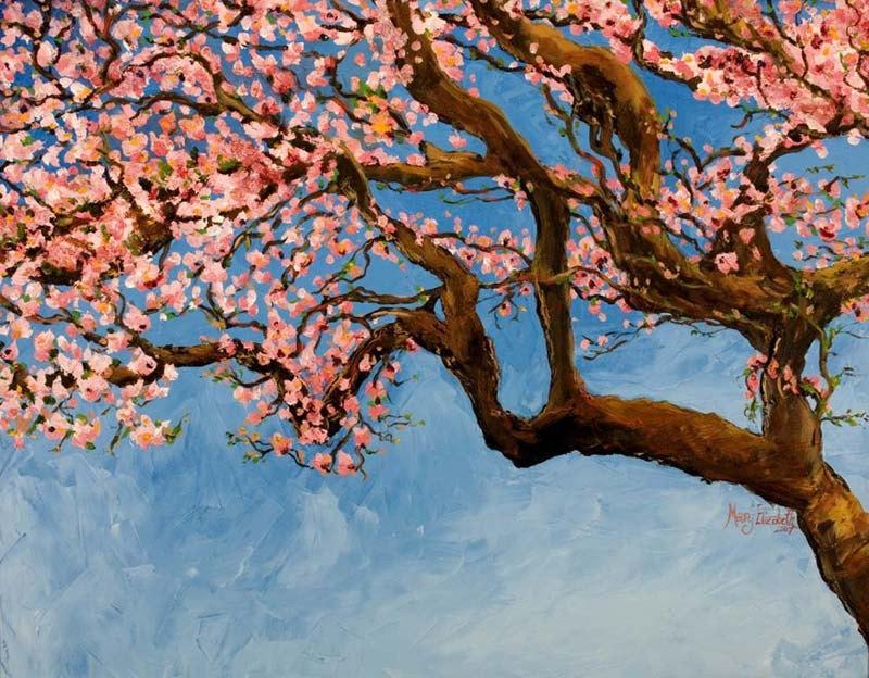 Cherry Tree Blossoms : Art Prints